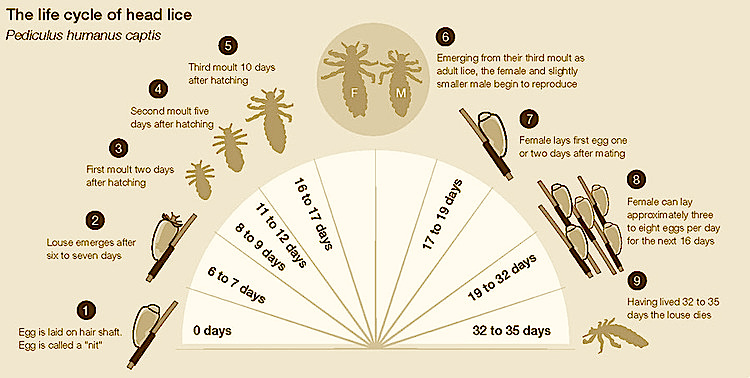 Life Cycle of head lice removal service, and treatment